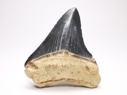 shark teeth: Carcharodon megalodon - Miocene (USA)
