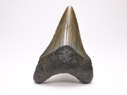 Dent de requin: Carcharodon megalodon, Miocène (USA)