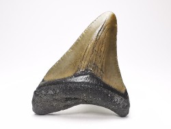 Dent de requin: Carcharodon megalodon, Miocène (USA)