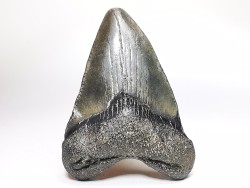 Dent de requin: Carcharodon megalodon, Miocène (USA)