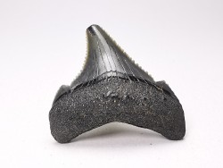 shark teeth: Carcharodon megalodon - Miocene (USA)