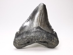 shark teeth: Carcharodon megalodon - Miocene (USA)