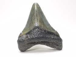 Dent de requin: Carcharodon megalodon, Miocène (USA)