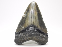 Dent de requin: Carcharodon megalodon, Miocène (USA)
