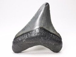 Dent de requin: Carcharodon megalodon, Miocène (USA)