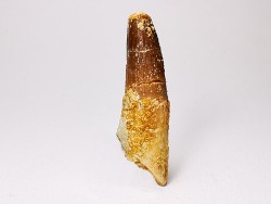 dent de dinosaure SPINOSAURUS AEGYPTIACUS