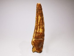 dent de dinosaure SPINOSAURUS AEGYPTIACUS