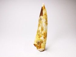 dinosaur TOOTH - SPINOSAURUS AEGYPTIACUS