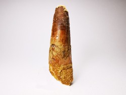 dinosaur TOOTH - SPINOSAURUS AEGYPTIACUS