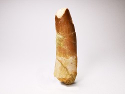 dent de dinosaure SPINOSAURUS AEGYPTIACUS