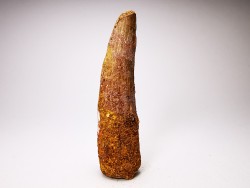 dent de dinosaure SPINOSAURUS AEGYPTIACUS