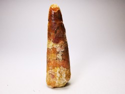 dent de dinosaure SPINOSAURUS AEGYPTIACUS