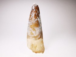 dinosaur TOOTH - SPINOSAURUS AEGYPTIACUS