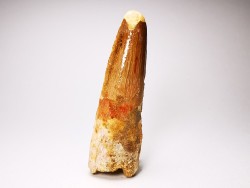 dent de dinosaure SPINOSAURUS AEGYPTIACUS