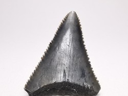 Fossil tooth of Great white shark: Carcharodon carcharias
