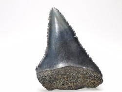 Fossil tooth of Great white shark: Carcharodon carcharias