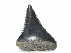 Dent fossile du GRAND REQUIN BLANC : Carcharodon carcharias