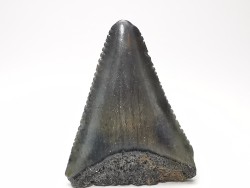 Dent fossile du GRAND REQUIN BLANC : Carcharodon carcharias