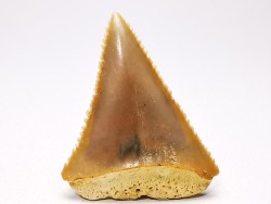 Dent fossile du GRAND REQUIN BLANC : Carcharodon carcharias