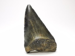 Fossil tooth of Great white shark: Carcharodon carcharias