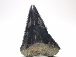 Fossil tooth of Great white shark: Carcharodon carcharias
