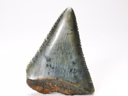 Fossil tooth of Great white shark: Carcharodon carcharias