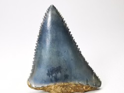 Dent fossile du GRAND REQUIN BLANC : Carcharodon carcharias