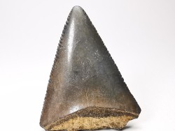 Fossil tooth of Great white shark: Carcharodon carcharias