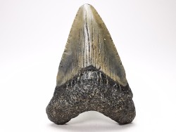 shark teeth: Carcharodon megalodon - Miocene (USA)