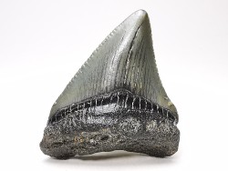 shark teeth: Carcharodon megalodon - Miocene (USA)