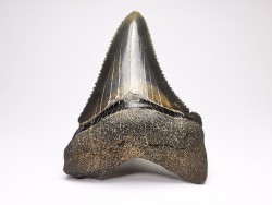 Dent de requin: Carcharodon megalodon, Miocène (USA)