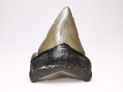 Dent de requin: Carcharodon megalodon, Miocène (USA)