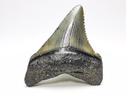 shark teeth: Carcharodon megalodon - Miocene (USA)