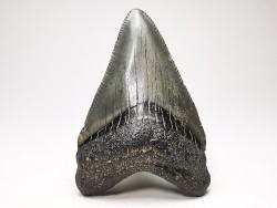Dent de requin: Carcharodon megalodon, Miocène (USA)
