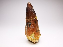 dent de dinosaure SPINOSAURUS AEGYPTIACUS