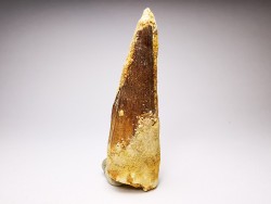 dent de dinosaure SPINOSAURUS AEGYPTIACUS