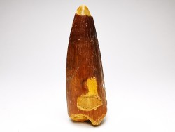 dinosaur TOOTH - SPINOSAURUS AEGYPTIACUS