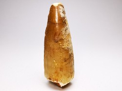 dinosaur TOOTH - SPINOSAURUS AEGYPTIACUS