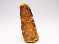 dinosaur TOOTH - SPINOSAURUS AEGYPTIACUS