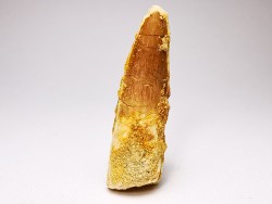 dent de dinosaure SPINOSAURUS AEGYPTIACUS