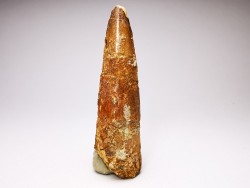 dinosaur TOOTH - SPINOSAURUS AEGYPTIACUS