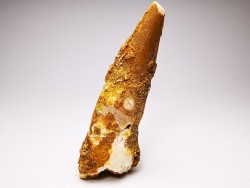 dinosaur TOOTH - SPINOSAURUS AEGYPTIACUS