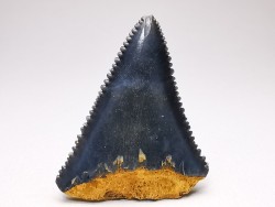 Dent fossile du GRAND REQUIN BLANC : Carcharodon carcharias