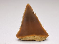 Dent fossile du GRAND REQUIN BLANC : Carcharodon carcharias