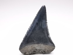 Fossil tooth of Great white shark: Carcharodon carcharias