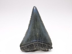 Dent fossile du GRAND REQUIN BLANC : Carcharodon carcharias