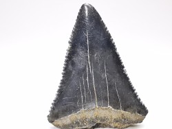 Dent fossile du GRAND REQUIN BLANC : Carcharodon carcharias