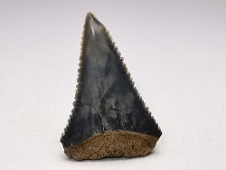 Dent fossile du GRAND REQUIN BLANC : Carcharodon carcharias