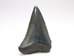 Fossil tooth of Great white shark: Carcharodon carcharias