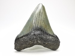 Dent de requin: Carcharodon megalodon, Miocène (USA)